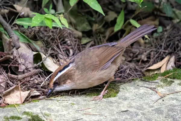 File:Schoeniparus dubius.jpg