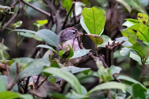 File:Fulvetta ruficapilla.jpg