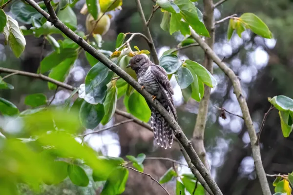File:Cuculus poliocephalus kunming 2.jpg