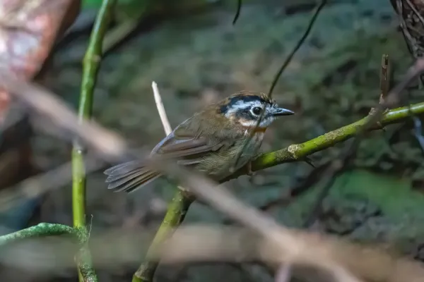 File:Schoeniparus rufogularis.jpg