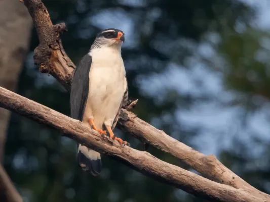 File:Leucopternis kuhli White-browed Hawk; Porto Velho, Rondônia, Brazil.jpg