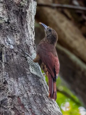 File:Dendrocolaptes hoffmannsi Hoffmann's Woodcreeper; Candeias do Jamari, Rondônia, Brazil.jpg