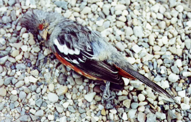 File:Phytotoma raimondii -struck by a vehicle.jpg