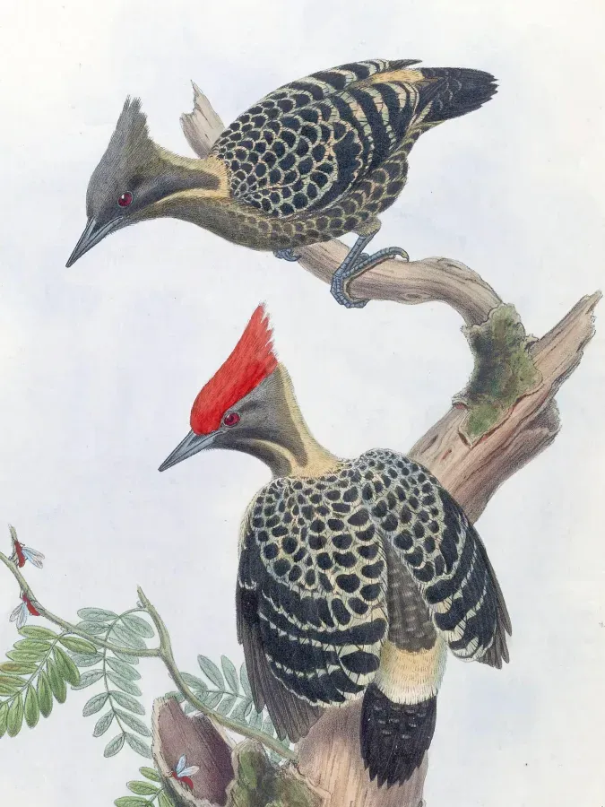 File:Hemicircus concretus 2.jpg