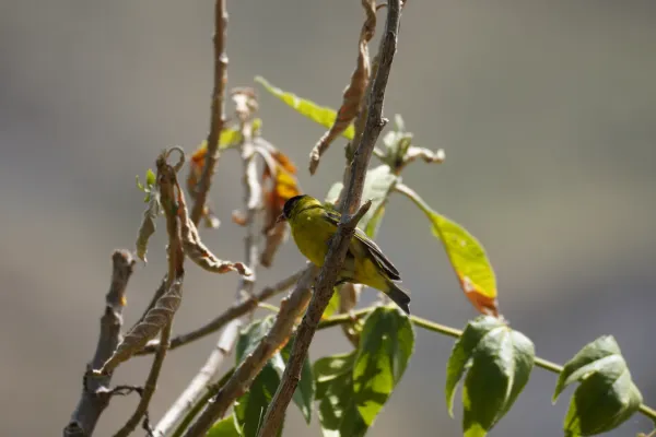 File:Spinus magellanicus in Huaripampa ravine, Cordillera Blanca.jpg