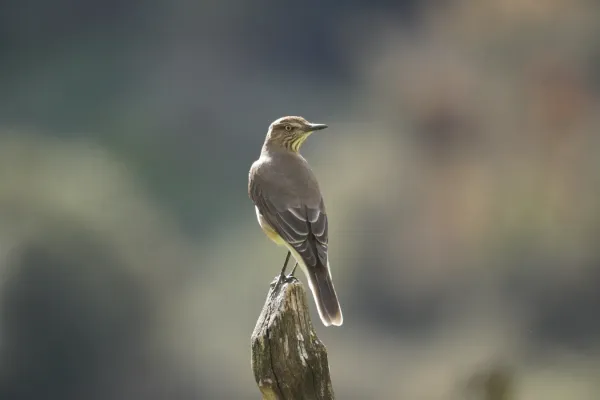 File:Agriornis montanus in Huaripampa ravine, Cordillera Blanca.jpg