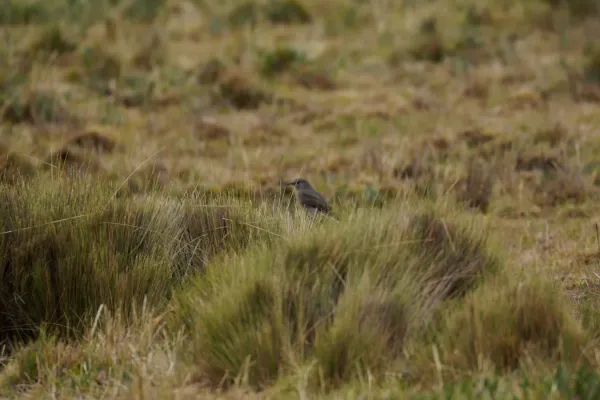 File:Cnemarchus rufipennis in Santa Cruz ravine, Cordillera Blanca.jpg