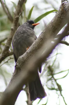 File:Hypsipetes borbonicus in the forest of Bélouve.JPG