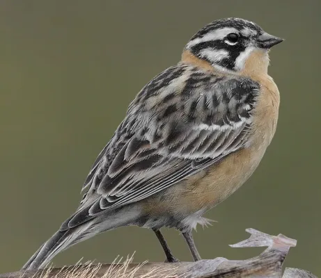 File:Calcarius pictus.jpg