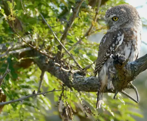 File:Pearl-spotted Owlet (Glaucidium perlatum) (52467312118).jpg