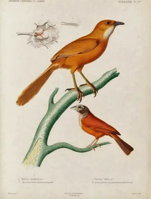 File:Argya fulva Emberiza sahari.jpg