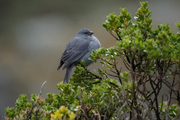 File:Geospizopsis unicolor in Quebrada Santa Cruz.jpg