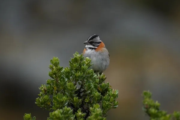 File:Zonotrichia capensis in Quebrada Santa Cruz.jpg
