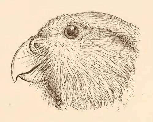 File:Strigops habroptilus, Gray. "Kakapo".jpg