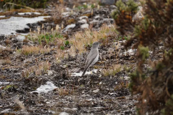 File:Muscisaxicola griseus in Huaripampa ravine, Cordillera Blanca.jpg