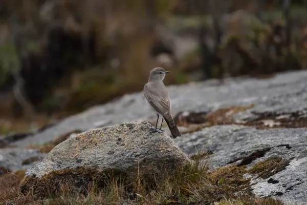 File:Muscisaxicola griseus on rock in Huaripampa ravine, Cordillera Blanca.jpg