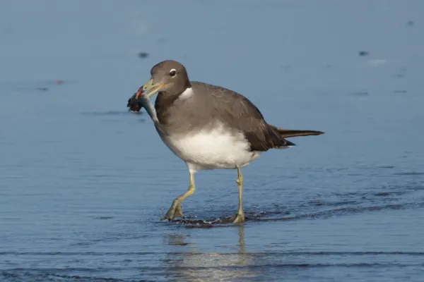 File:Ichthyaetus hemprichii, Qurayyat, Oman 05.jpg