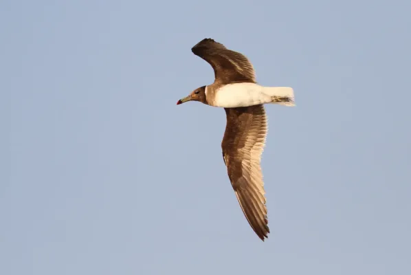 File:Ichthyaetus hemprichii, Salala, Oman 2.jpg