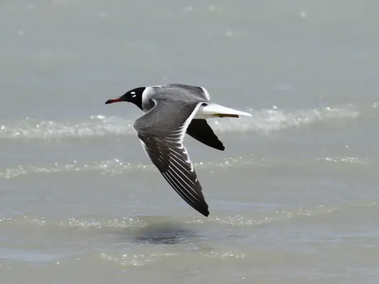 File:Ichthyaetus leucophthalmus, Qesm Shlatin, Egypt 2.jpg