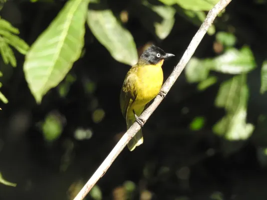 File:Flame-throated Bulbul Rubigula gularis by Raju Kasambe DSCN2578 01.jpg
