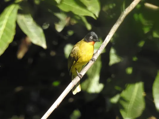 File:Flame-throated Bulbul Rubigula gularis by Raju Kasambe DSCN2578 03.jpg
