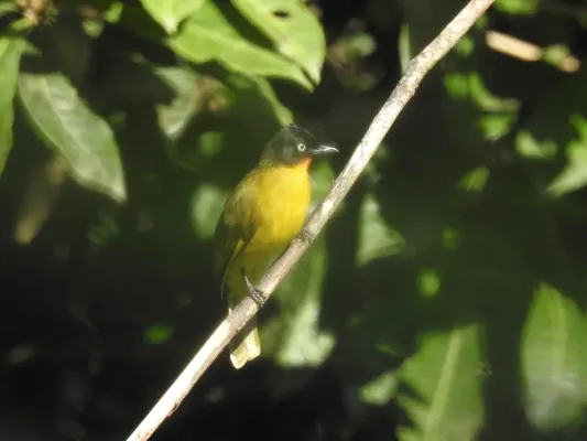 File:Flame-throated Bulbul Rubigula gularis by Raju Kasambe DSCN2578 02.jpg