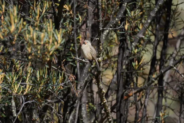File:Catamenia inornata in Huaripampa ravine, Cordillera Blanca.jpg