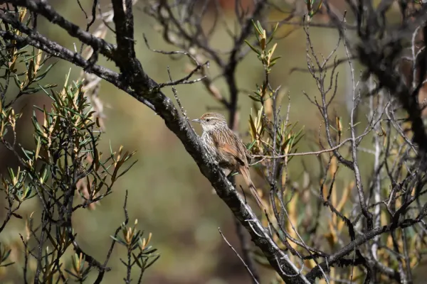 File:Asthenes flammulata in Huaripampa ravine, Cordillera Blanca.jpg