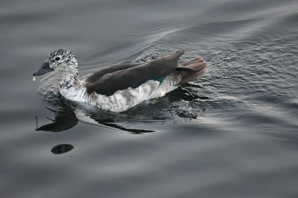 File:Knob-billed duck Sarkidiornis melanotos.jpg