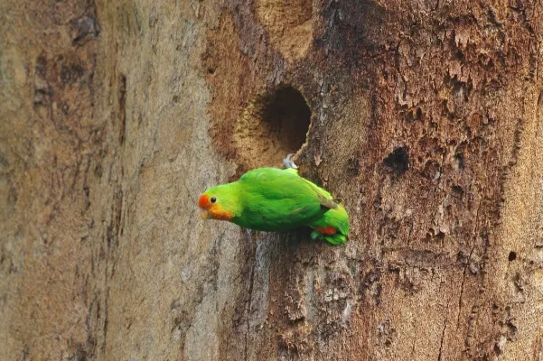 File:Agapornis pullarius 132892271.jpg