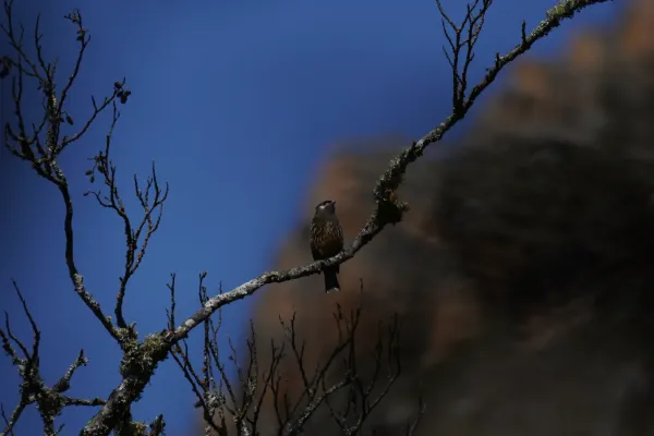 File:Zaratornis stresemanni in Santa Cruz ravine, Cordillera Blanca 1.jpg