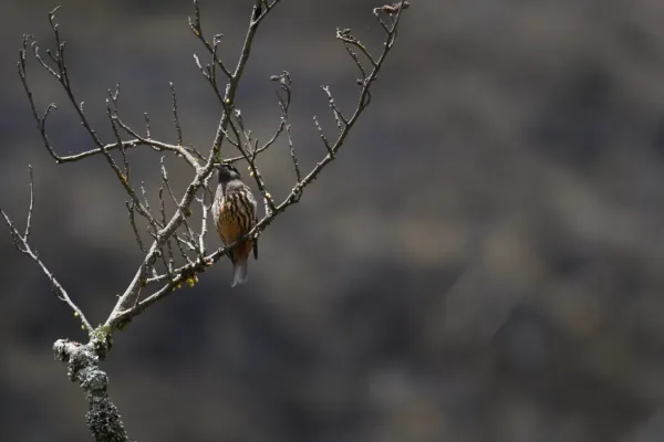 File:Zaratornis stresemanni in Santa Cruz ravine, Cordillera Blanca 2.jpg