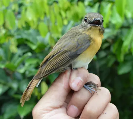 File:Cyornis kadayangensis female.jpg
