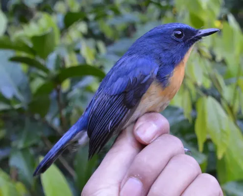 File:Cyornis kadayangensis male.jpg