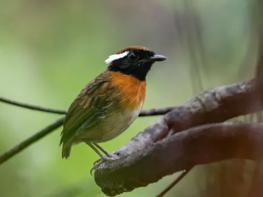 File:Conopophaga aurita Chestnut-belted Gnateater (male), Novo Airão, Amazonas, Brazil.jpg