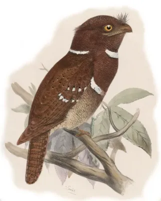 File:Batrachostomus septimus 01 original.jpg