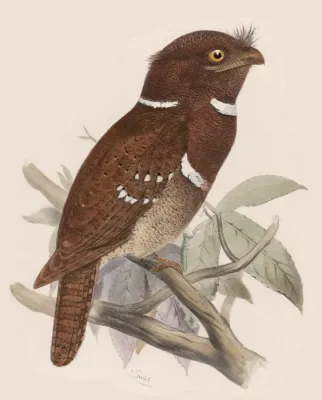 File:Batrachostomus septimus 02.jpg
