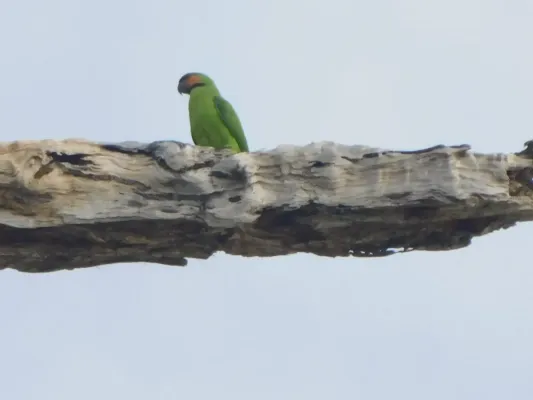 File:Psittacula longicauda, Great Nicobar YDXJ0040 05.jpg