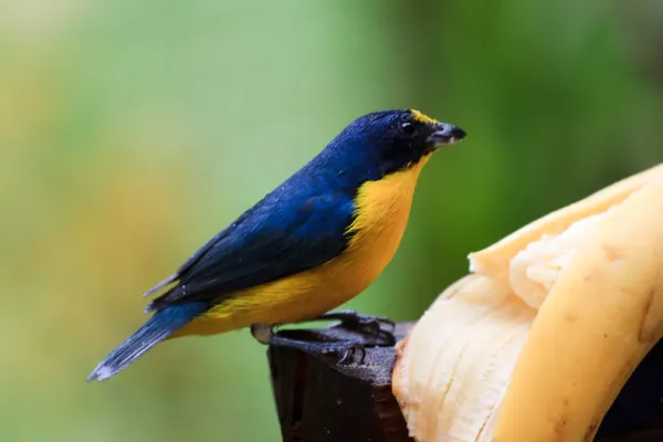 File:Euphonia hirundinacea -Costa Rica -male-8.jpg
