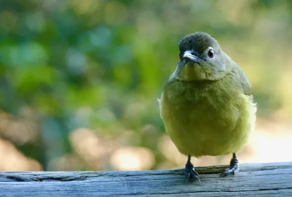 File:Yellow-bellied Greenbul (Chlorocichla flaviventris) (52119947457).jpg