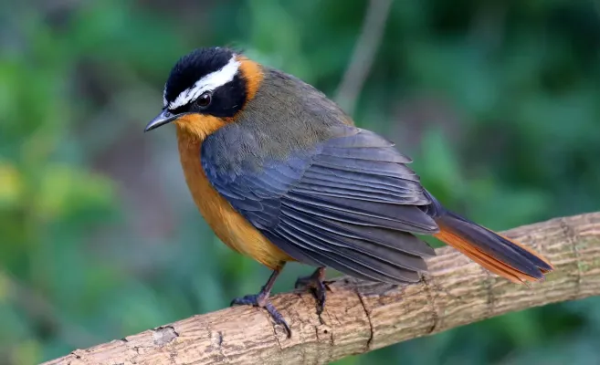File:White-browed robin-chat (Cossypha heuglini) (52488925376).jpg