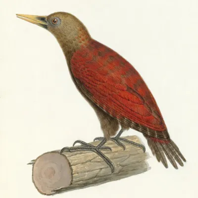 File:Blythipicus rubiginosus 2.jpg