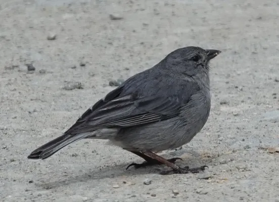 File:Geospizopsis unicolor geospizopsis 154169787.jpg