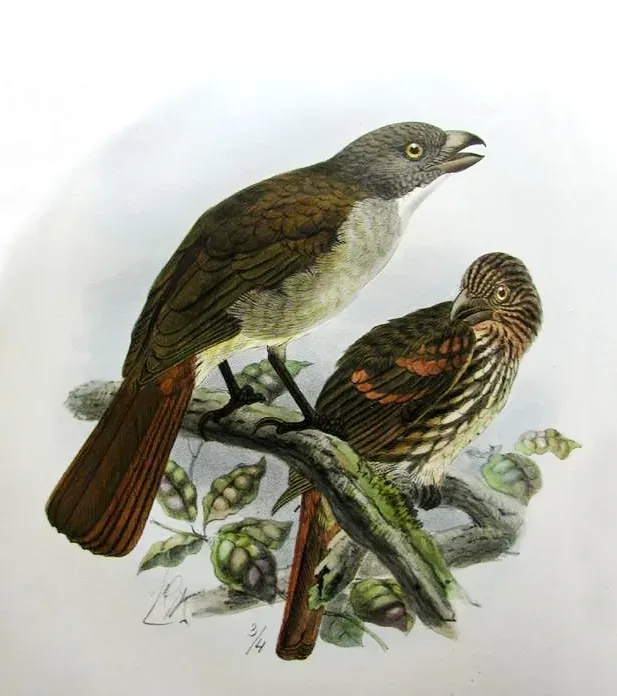 File:Turnagra capensis.jpg