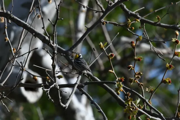 File:Yellow-throated warbler (Setophaga dominica).jpg