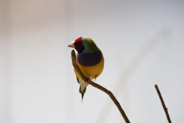 File:Gouldian finch (Chloebia gouldiae).jpg