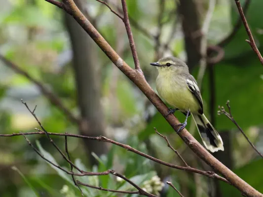 File:Stigmatura napensis - Lesser Wagtail-Tyrant.jpg