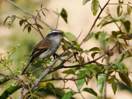 File:Ochthoeca piurae - Piura Chat-Tyrant.jpg