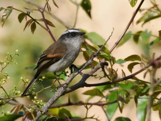 File:Ochthoeca piurae - Piura Chat-Tyrant (cropped).jpg