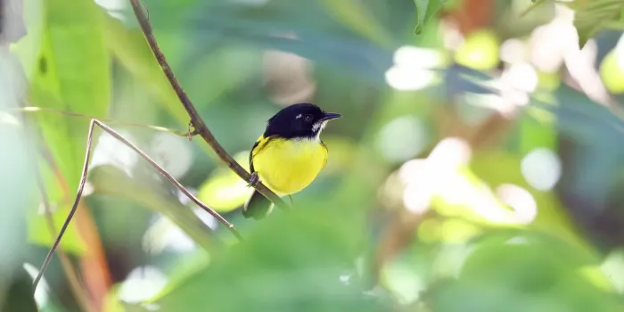 File:Poecilotriccus pulchellus Black-backed Tody-Flycatcher; Cuzco, Peru.jpg